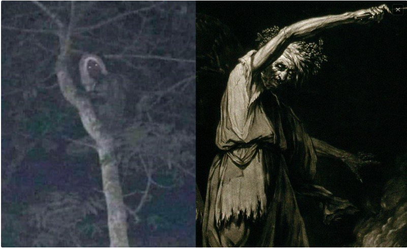 木の上の「ブルジャの魔女」を撮影した女性