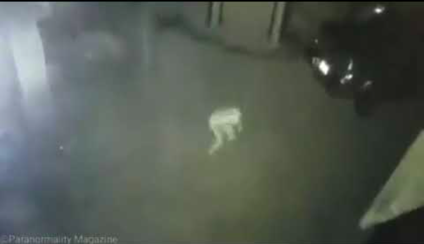 CCTV映像に映し出された奇妙な生き物