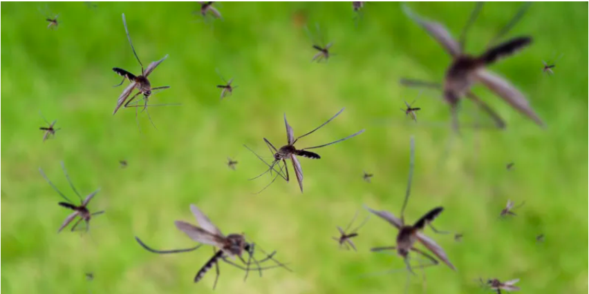 警告！ゲイツ財団が資金提供する工場で、1週間に3000万匹の蚊が繁殖し、11カ国で放流されています。